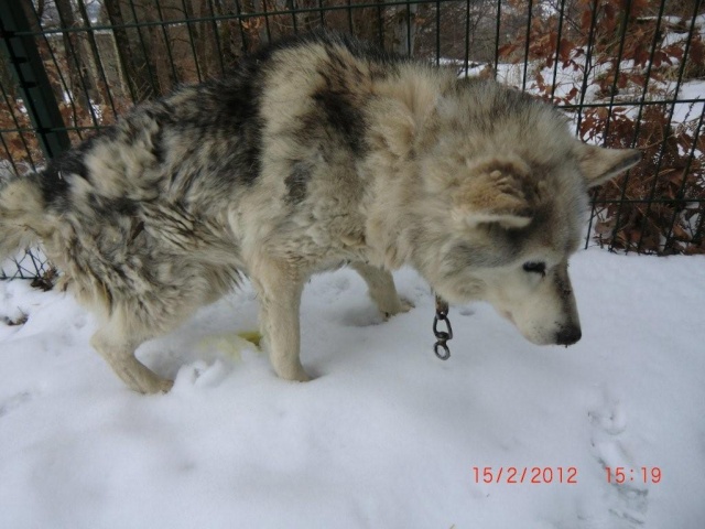 Urgent chien husky dans le 19 eutha le 20/02  Papi_h11