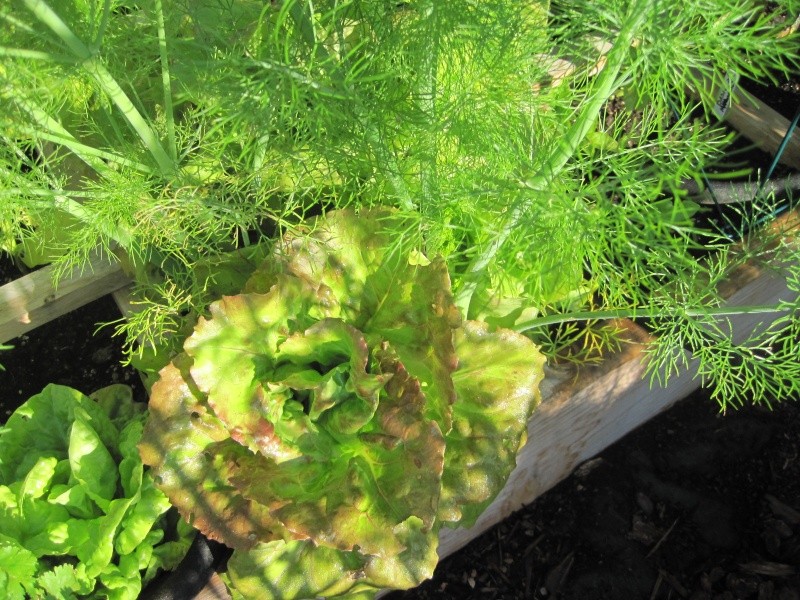 Companion planting: When it says other plants don't like Fennel. . .  July_210