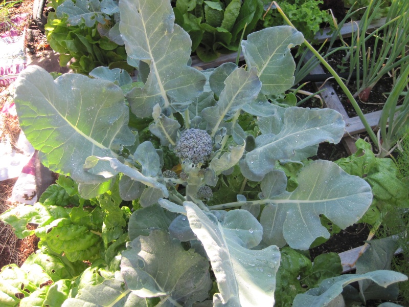 Companion planting: When it says other plants don't like Fennel. . .  July_211