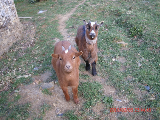 mes animaux adors! 030_co10
