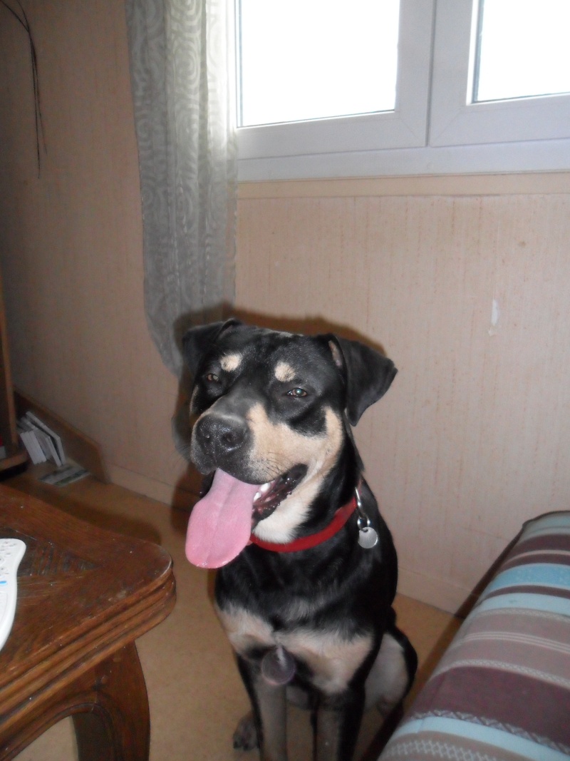 Cool, jeune chien "Royal Bourbon" né en septembre 2010 (10) Sam_0338