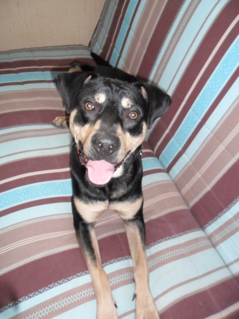 Cool, jeune chien "Royal Bourbon" né en septembre 2010 (10) Sam_0339