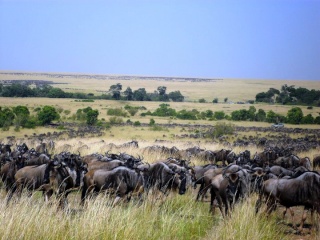 Kenya   Notizie dal Mara - Pagina 2 11111110