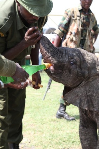 Kenya Daphne Sheldrick's Elephant Orphanage - Pagina 5 26367410