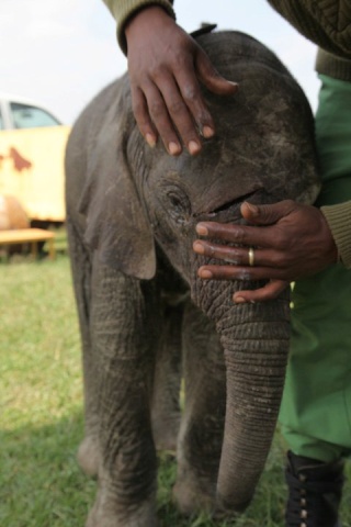 Kenya Daphne Sheldrick's Elephant Orphanage - Pagina 5 26495210