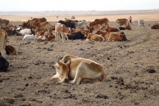 Kenya I profughi di Dadaab e la siccità In Kenya Drough10