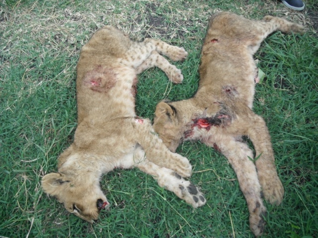 Kenya  Uccisi 2 leonesse e 4 cuccioli Dscf7410