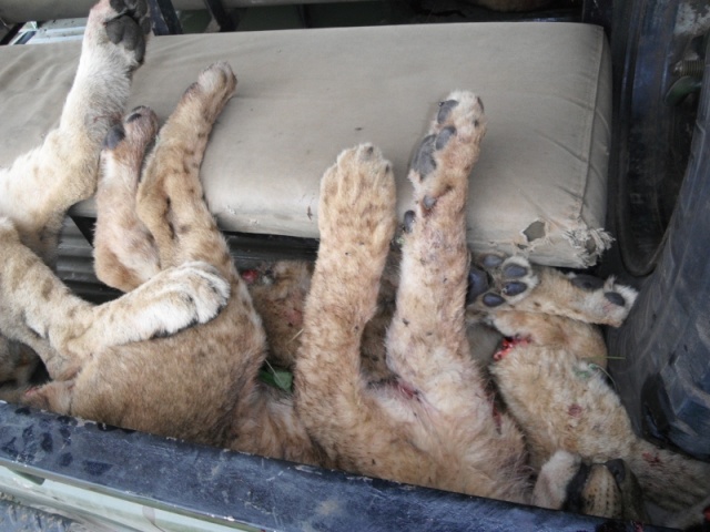 Kenya  Uccisi 2 leonesse e 4 cuccioli Dscf7411