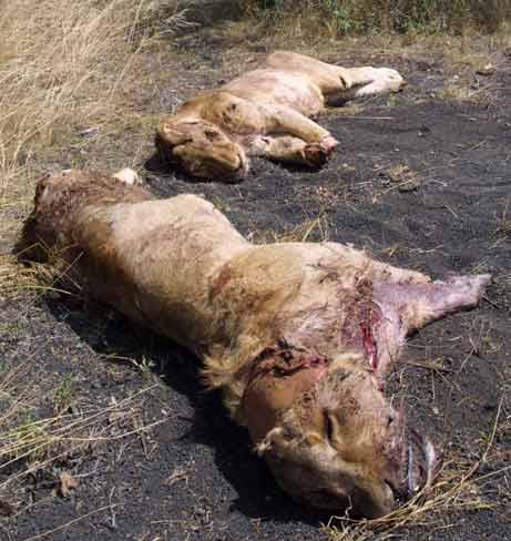 Kenya  Uccisi 2 leonesse e 4 cuccioli Lions_10