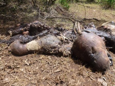 2011 - Kenya   Notizie dal Mara - Pagina 4 Poison10