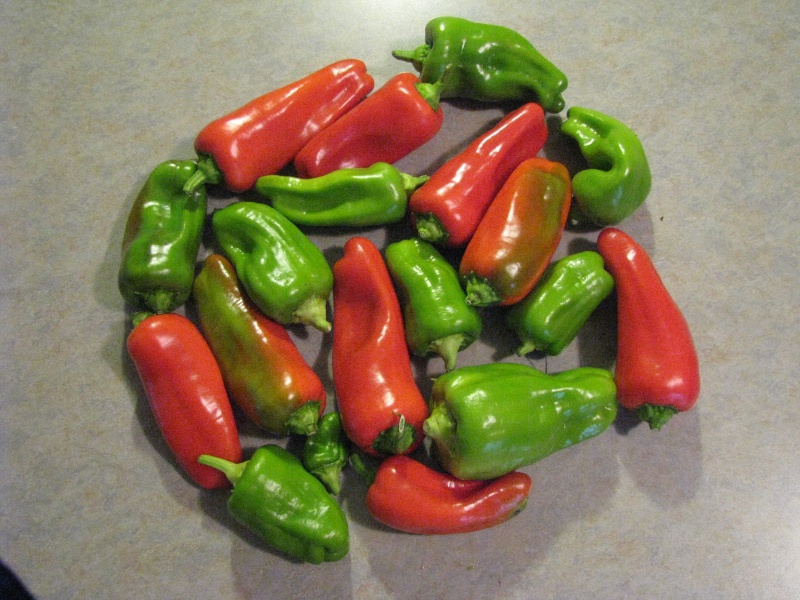 End of the Canadian Growing Season -- Pleased about Peppers / New Success Thanks12