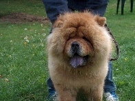 VAN HAI NA  chow chow (f) enfants ok chiens pas de chats- 8 ans (59)ADOPTEE Van_ha10