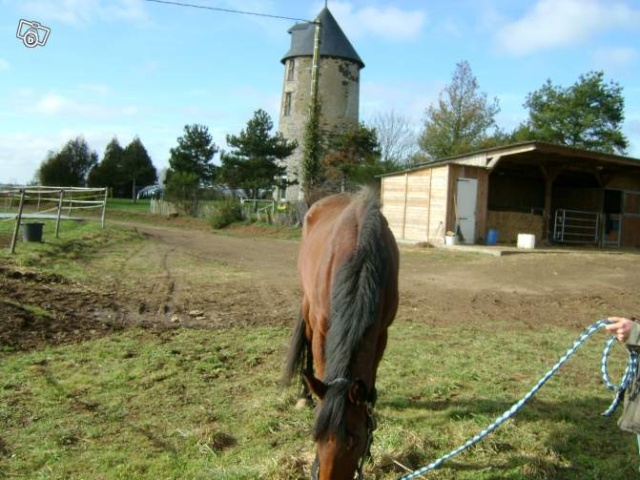 future poulinière 95987110