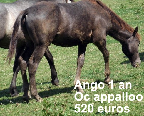 grosse urgence arret d un elevage de chevaux dans le 22 risquent boucherie - Page 4 Ango1010
