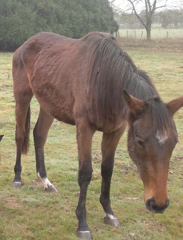 très urgent !!!!!!  dany jument dooit changer de fa  Nnnn_027