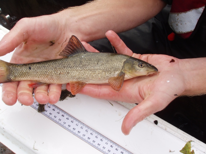 A Lower Thames Fish Survey P1010016