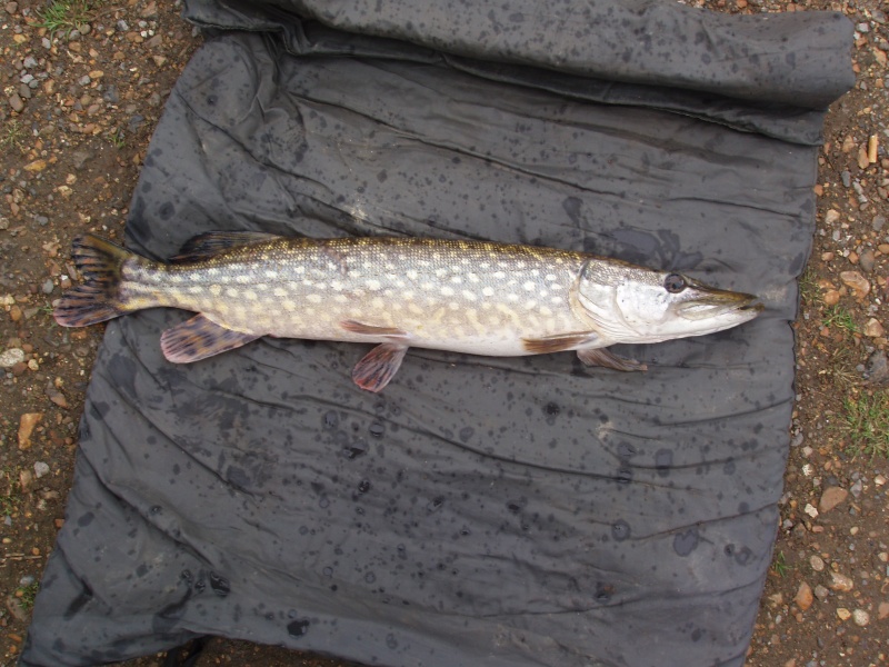 Thames Pike fish-in/Tuition event - Sunday 4th Dec - Page 2 Pb280313