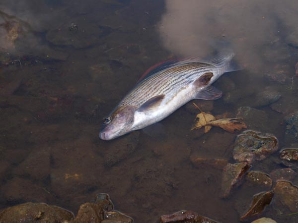 Another Kennet Fish Rescue W65010