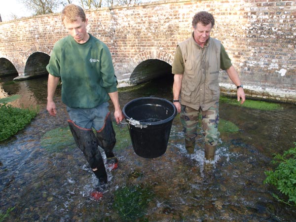 Another Kennet Fish Rescue W67710