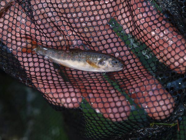 Another Kennet Fish Rescue W69710