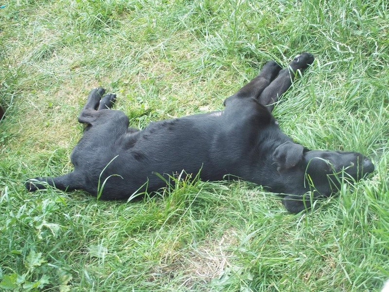GARY - jeune chien- type labrador noir  100_6912