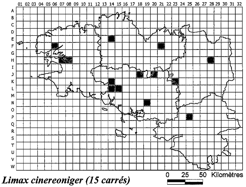 [Limax cinereoniger] identification de limace Limax_10