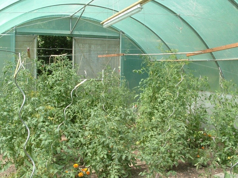 les dernières tomates Serre010