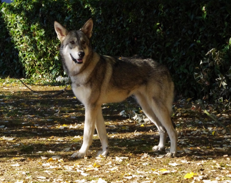 Faelin, chien loup de Saarloos Imgp3015