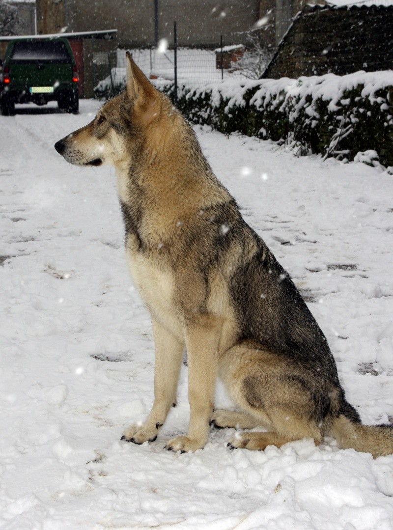 loup - Faelin, chien loup de Saarloos Imgp4113