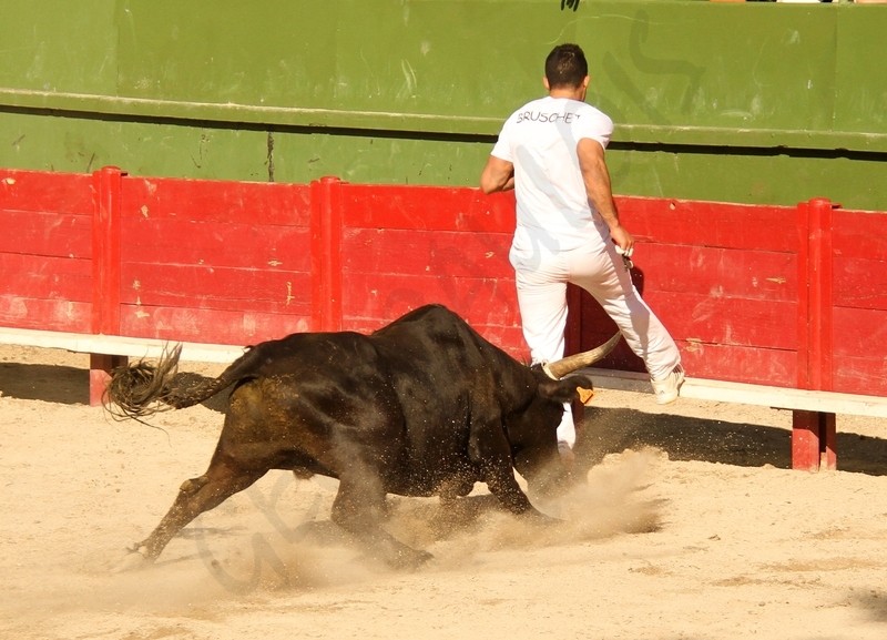 6° Cigale d'Or  Concours de Manades  AIGUES VIVES  13-05-2012 6a_cig15