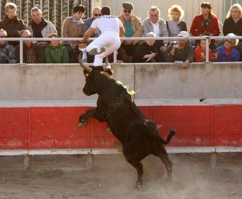 GALLARGUES le MONTUEUX  Course Avenir HT 13-11-2011 Concou13