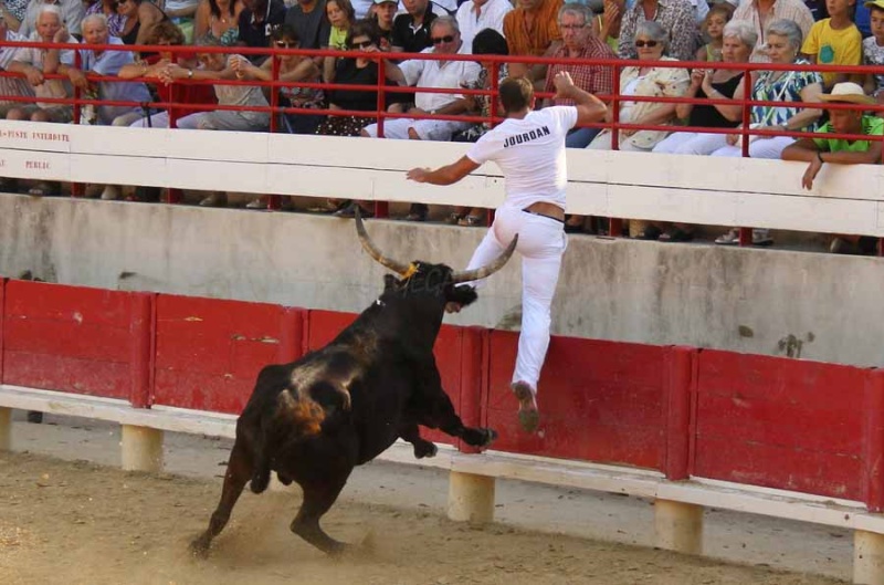 LANSARGUES  Concours de Manades  17-08-2011 Course18