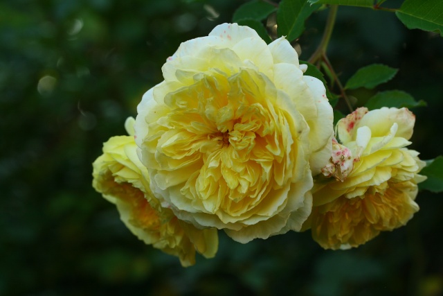 Roses jaunes Img_2420