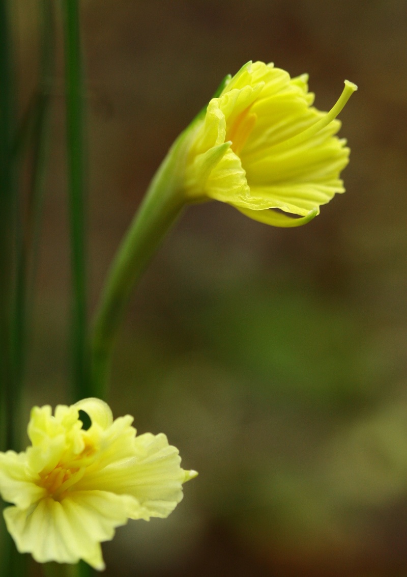 Narcissus romeuxii Img_2614