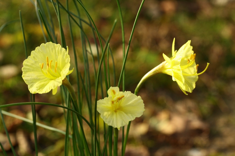 Narcissus romeuxii Img_2615