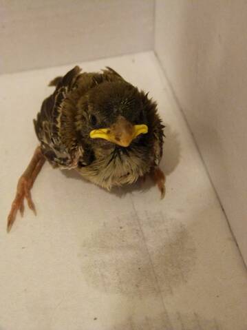 Quel Age Pour Ce Moineau Quel Age Pour Ce Moineau