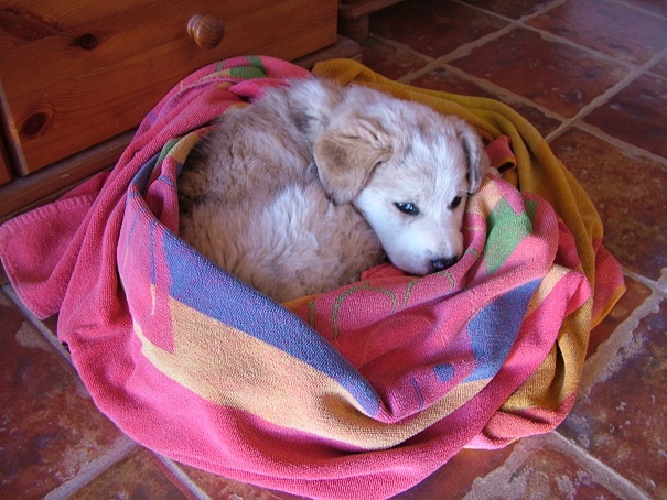 Abandoned Puppy - NOW RE-HOMED! 01510