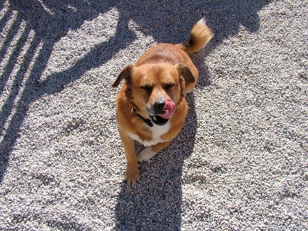 Abandoned Puppy - NOW RE-HOMED! 06410