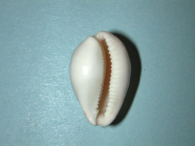 Notocypraea subcarnea (C. E. Beddome, 1896) 3510