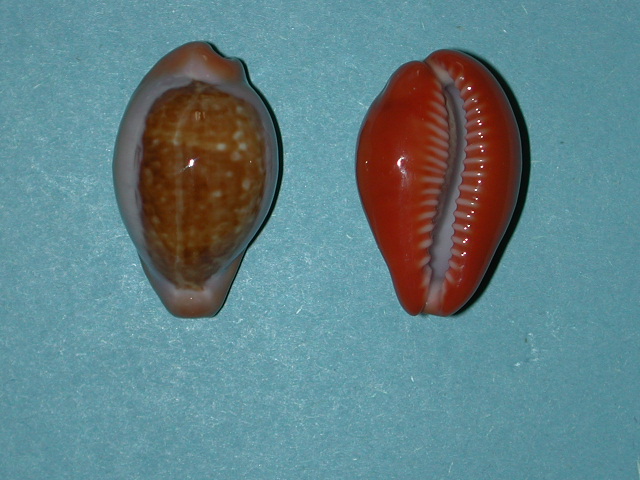 Zonaria angolensis (Odhner, 1923) Cyprae16