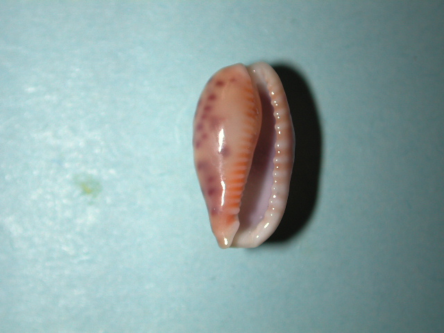 Ovatipsa chinensis violacea - (Rous, 1905) Dscn4114