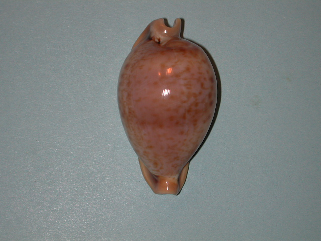 Nesiocypraea teramachii polyphemus Lorenz, 2002 Dscn4410