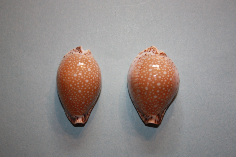 Naria lamarckii (J. E. Gray, 1825) - Est de l'Océan Indien Erosar17