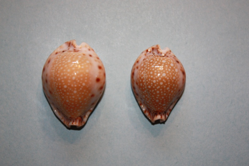 Naria lamarckii (J. E. Gray, 1825) - Est de l'Océan Indien Erosar20