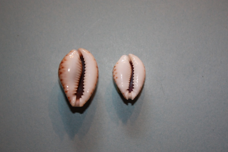 Naria lamarckii (J. E. Gray, 1825) - Est de l'Océan Indien Erosar26