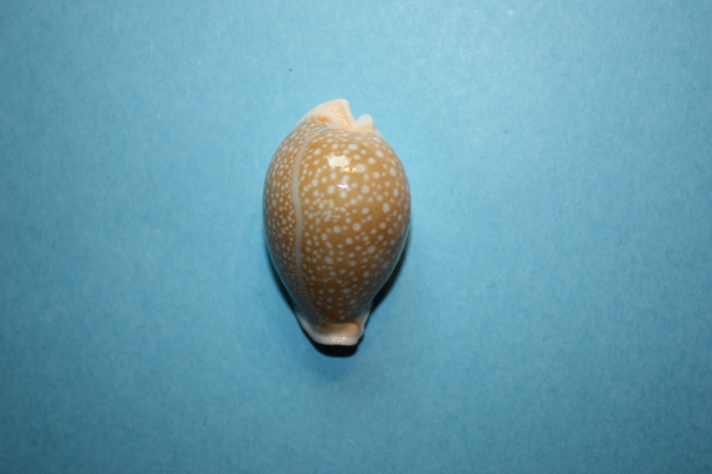 Naria miliaris - (Gmelin, 1791) Erosar47