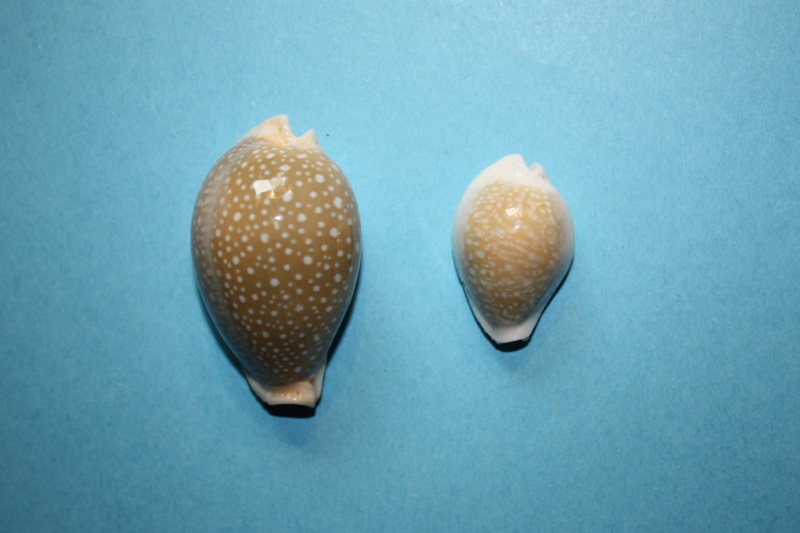 Naria miliaris (Gmelin, 1791) Erosar52