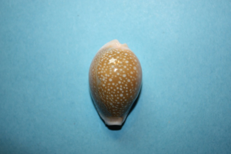 Naria miliaris - (Gmelin, 1791) Erosar54
