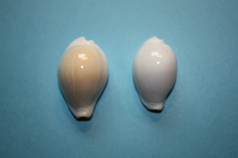 Naria eburnea (Barnes, 1824) Erosar64
