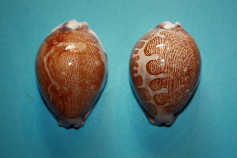 Leporicypraea mappa viridis f. eluceta Lorenz, F. Jr. & A. Hubert, 2000 Lepori12